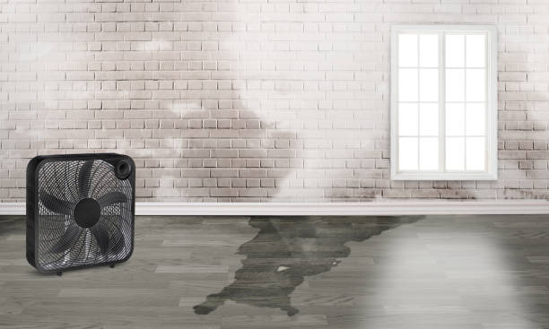 Best Professional water damage repair  in Forest City, PA